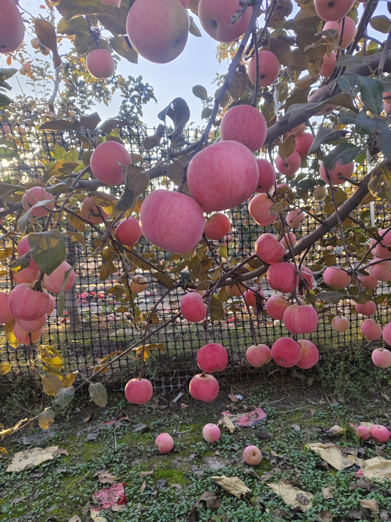 三优红富士苹果