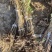 吉林白山达维榛子苗量大从优对接全国市场成活率高