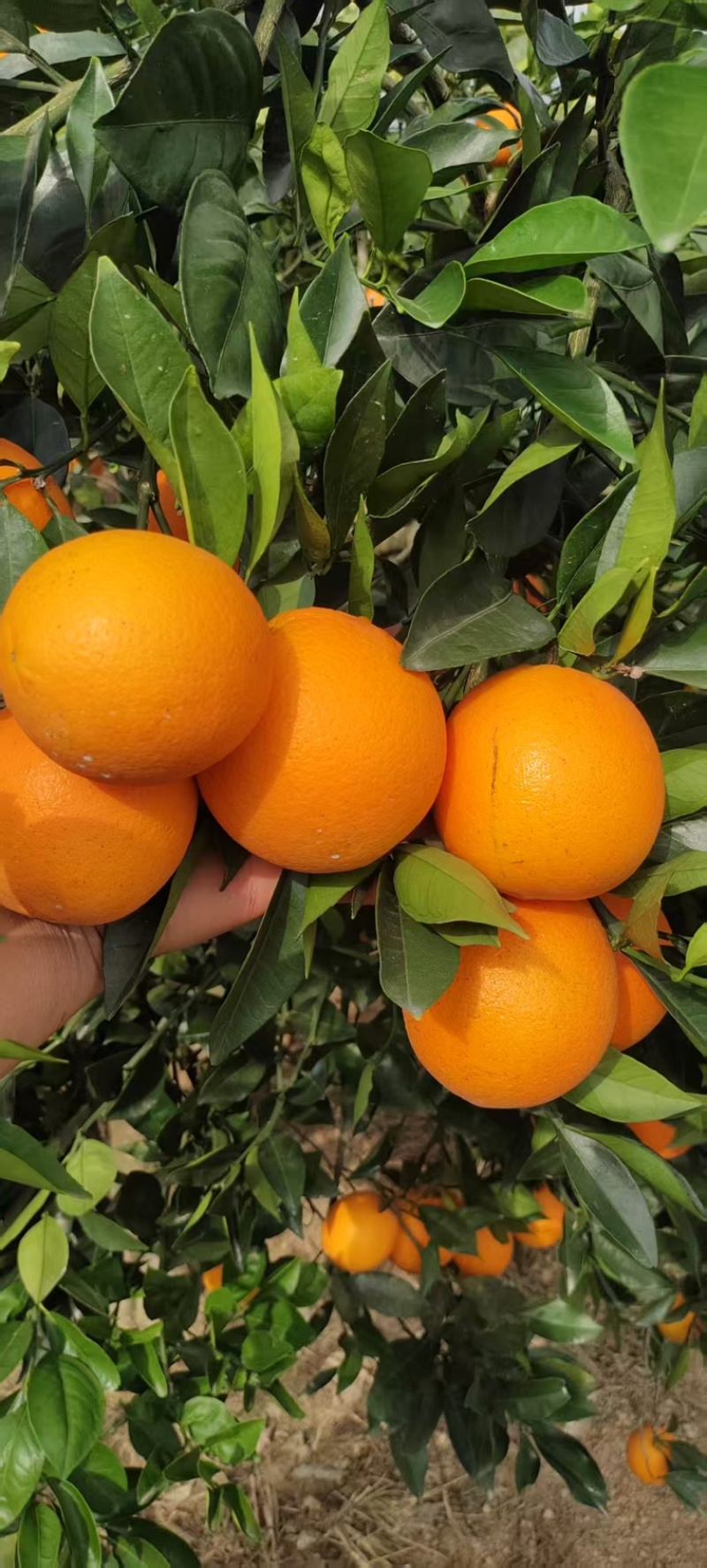 精品橙子纽荷尔脐橙，大量供应湖南湘西产地直发