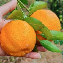 湖南椪柑标志性产区，产地址发果大脆甜，量大从优