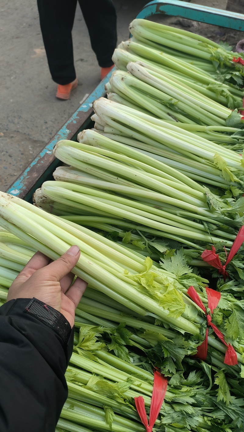 河南省博爱县西芹，大棚货大量上市中，欢迎订购