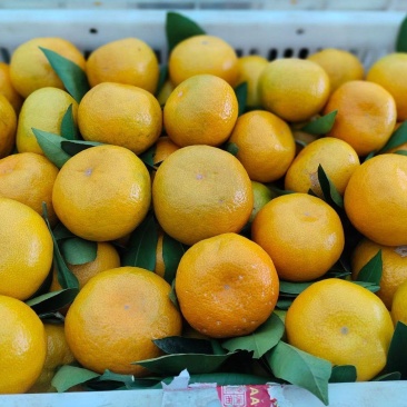简阳蜜橘
