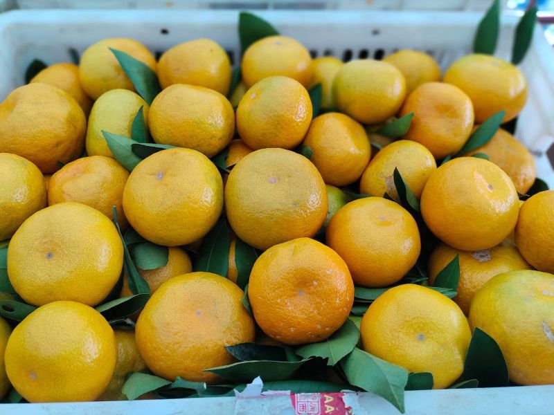 简阳蜜橘