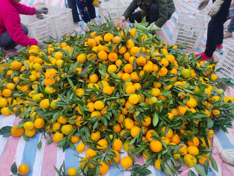 简阳蜜橘