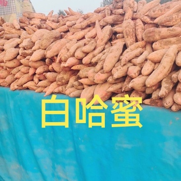 哈蜜红䓊大量现货薯型长皮毛亮沙地并有专业团队为你护航！