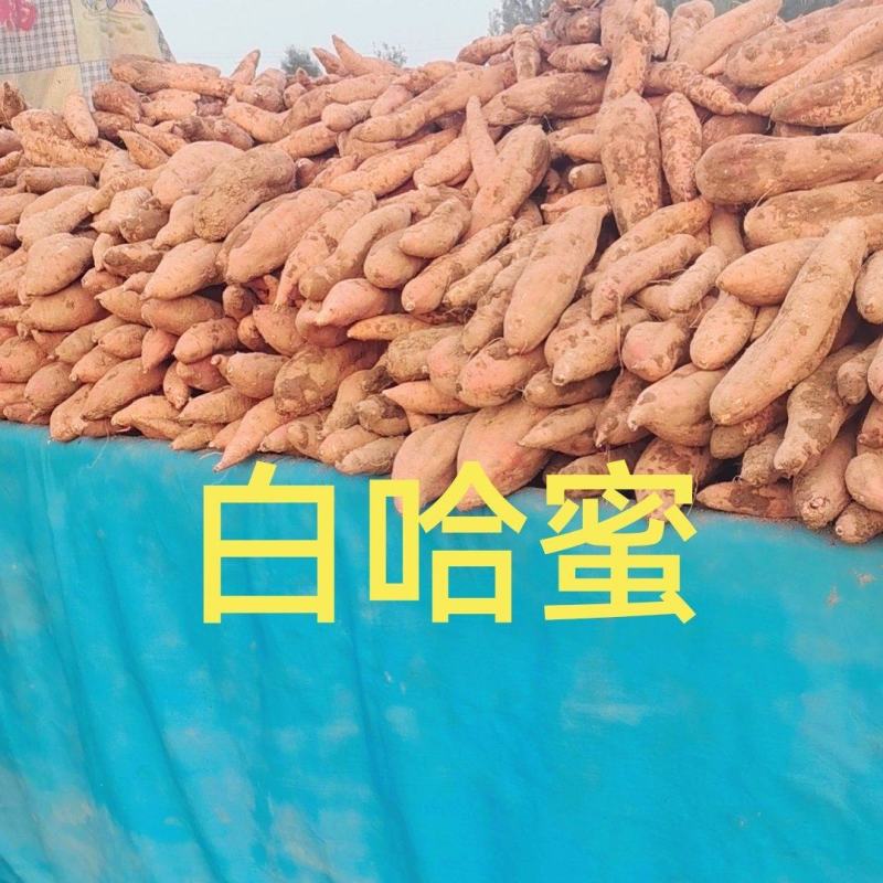 哈蜜红䓊大量现货薯型长皮毛亮沙地并有专业团队为你护航！