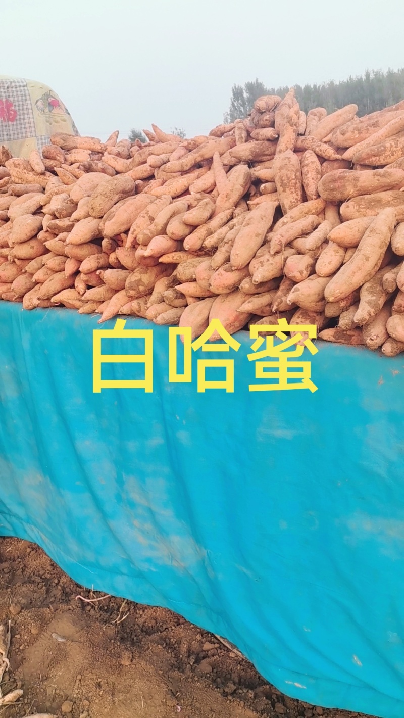 哈蜜红䓊大量现货薯型长皮毛亮沙地并有专业团队为你护航！
