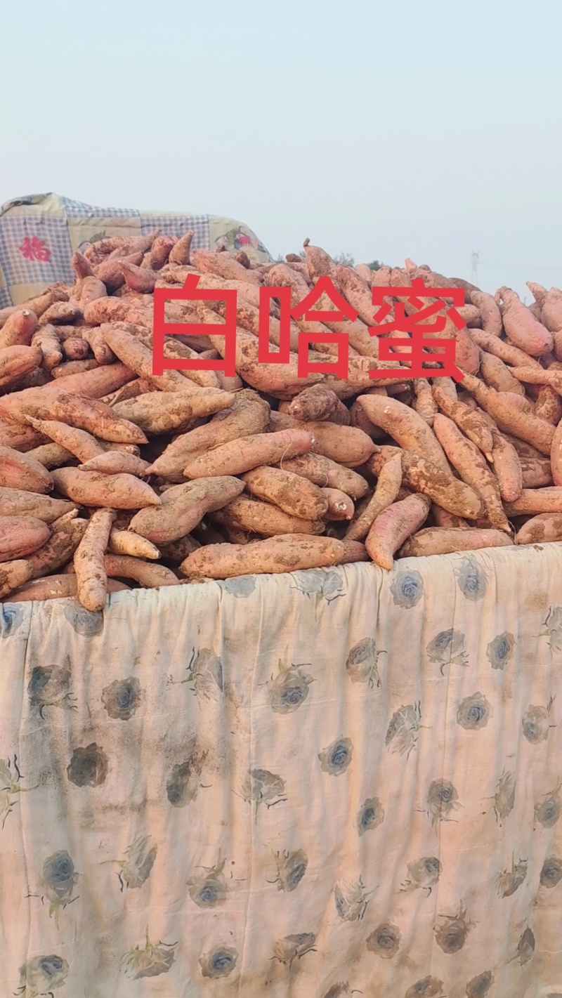 哈蜜红䓊大量现货薯型长皮毛亮沙地并有专业团队为你护航！