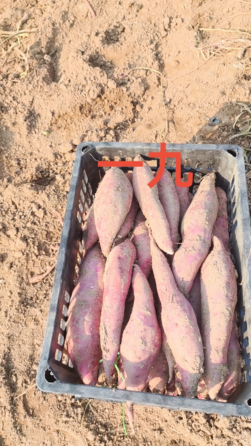 19红薯无沟无眼薯型好皮亮一手货源并有专业团队为你服务