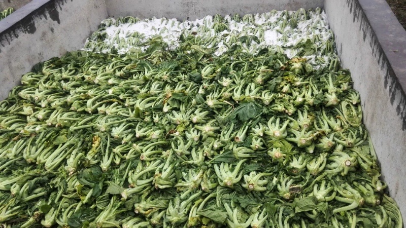梅菜惠州梅菜产地直发品质保证货源稳定欢迎来电咨询