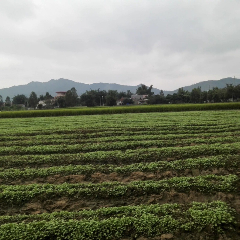 梅菜惠州梅菜产地直发品质保证货源稳定欢迎来电咨询