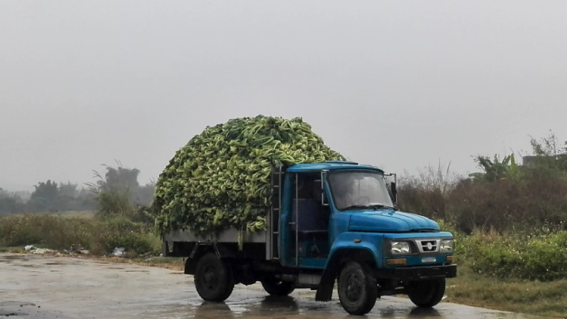 梅菜惠州梅菜产地直发品质保证货源稳定欢迎来电咨询