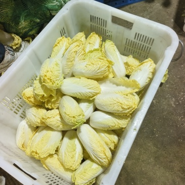 内黄精品娃娃菜