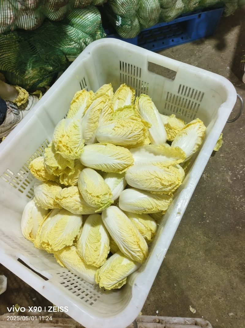 内黄精品娃娃菜