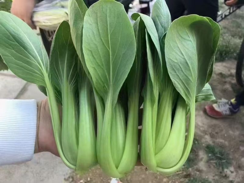 刚刚上市的精品小油菜，上海青，小青菜，中小颗型