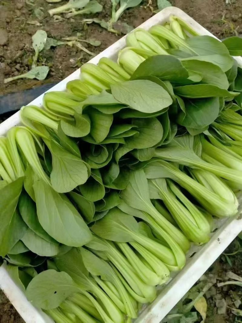 刚刚上市的精品小油菜，上海青，小青菜，中小颗型