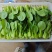 刚刚上市的精品小油菜，上海青，小青菜，中小颗型