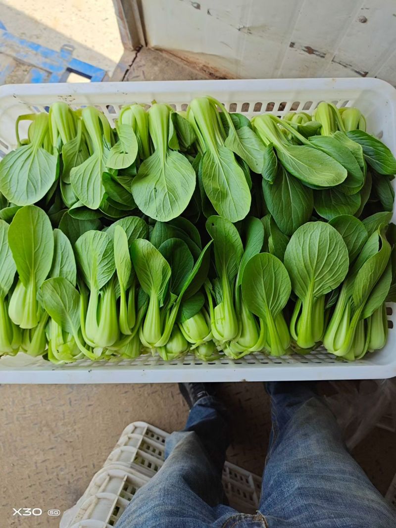 刚刚上市的精品小油菜，上海青，小青菜，中小颗型