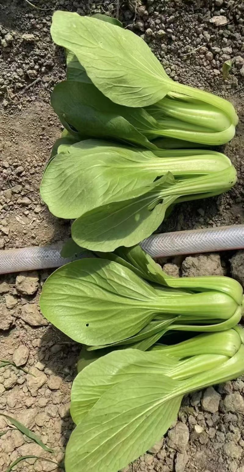 刚刚上市的精品小油菜，上海青，小青菜，中小颗型