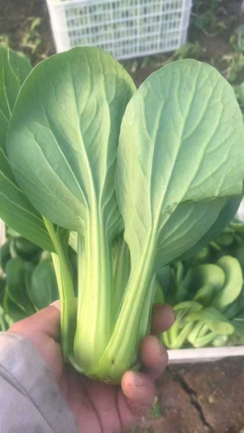 刚刚上市的精品小油菜，上海青，小青菜，中小颗型