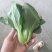 刚刚上市的精品小油菜，上海青，小青菜，中小颗型
