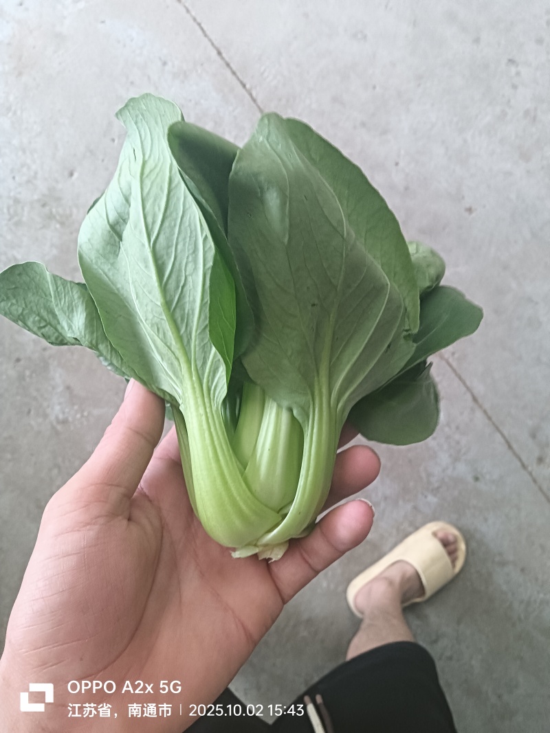 刚刚上市的精品小油菜，上海青，小青菜，中小颗型