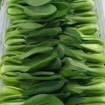 刚刚上市的精品小油菜，上海青，小青菜，中小颗型
