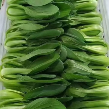 刚刚上市的精品小油菜，上海青，小青菜，中小颗型