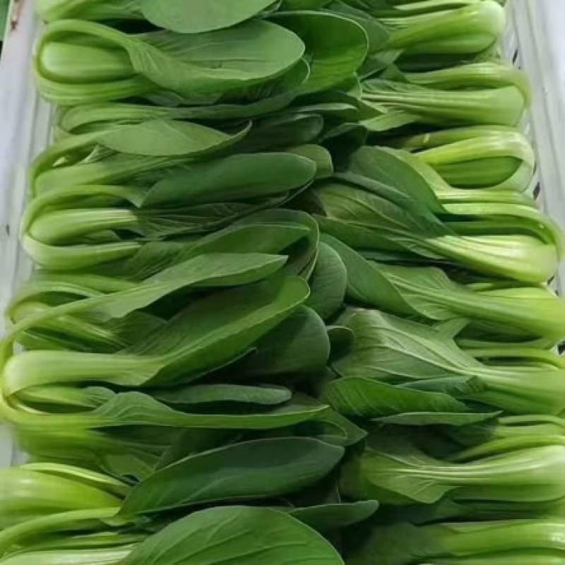 刚刚上市的精品小油菜，上海青，小青菜，中小颗型