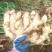 河北生姜，大姜大量供应，质量好，量大从优
