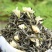 茉莉花小白芽