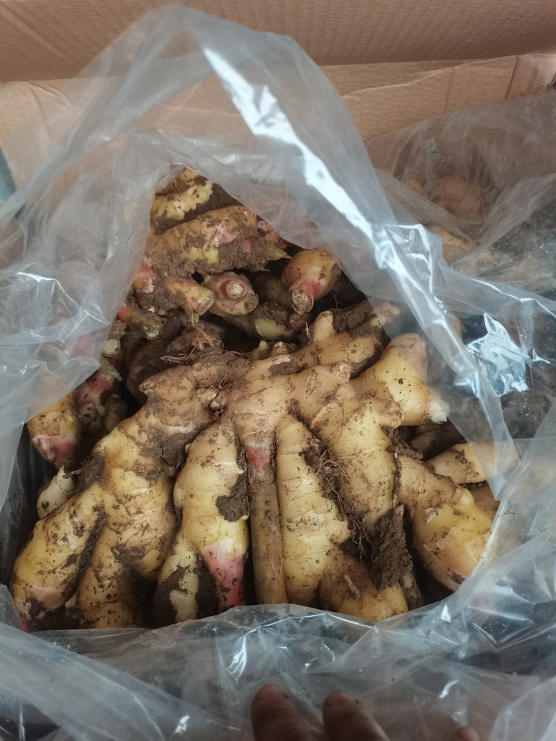 河北生姜，大姜大量供应，质量好，量大从优