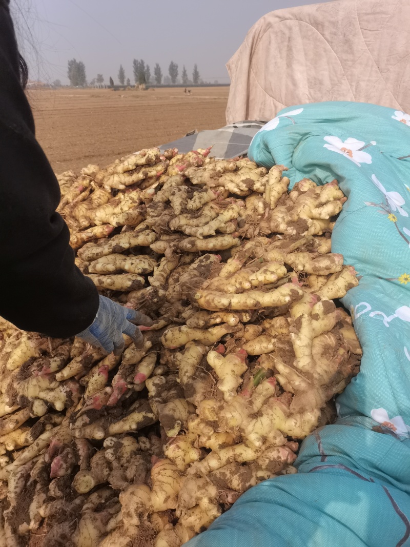 河北生姜，大姜大量供应，质量好，量大从优