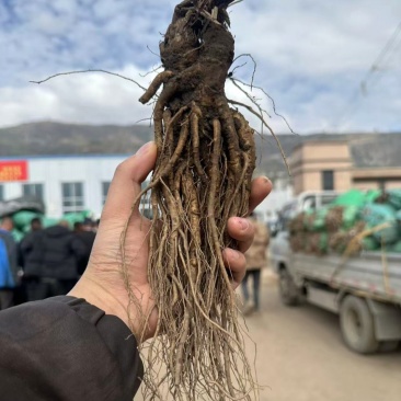 新鲜当归清洗干净规格齐全货源充足可零售批发欢迎下单
