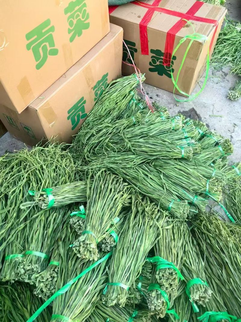 2.5公分贡菜干到15公分的长年供应
