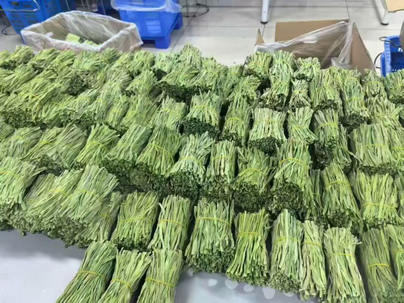 2.5公分贡菜干到15公分的长年供应