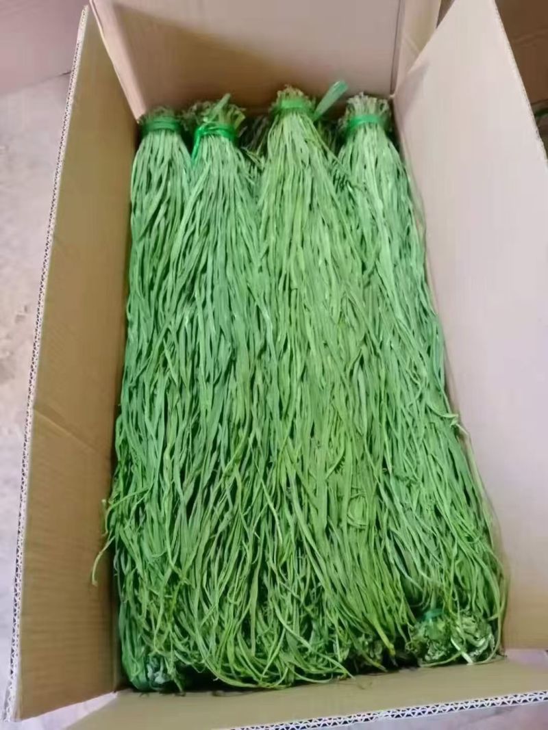 2.5公分贡菜干到15公分的长年供应