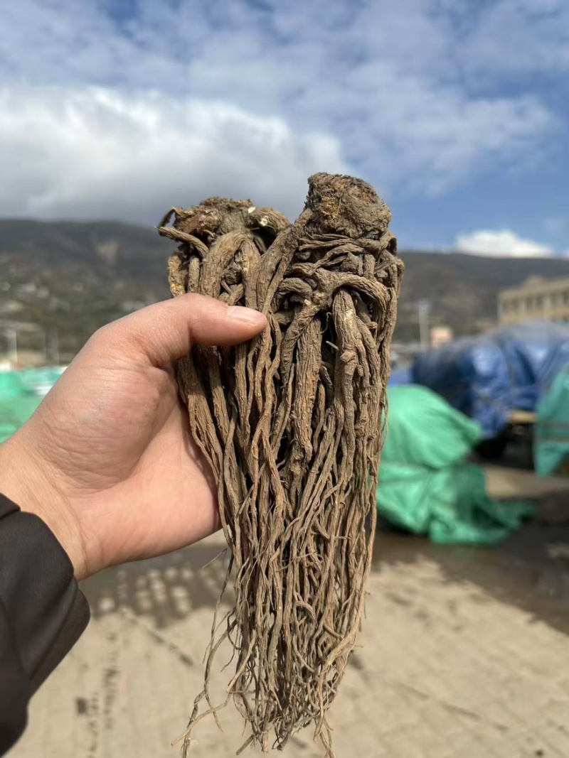 新鲜当归清洗干净规格齐全货源充足可零售批发欢迎下单