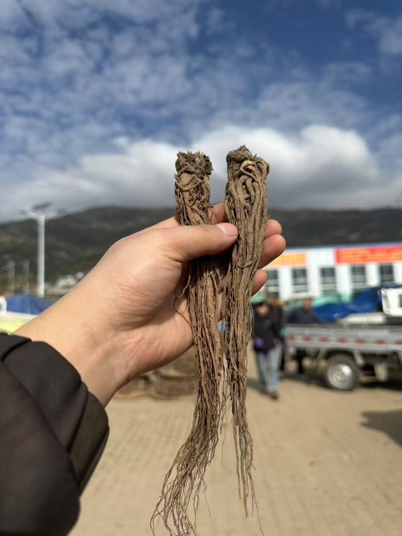 新鲜当归清洗干净规格齐全货源充足可零售批发欢迎下单