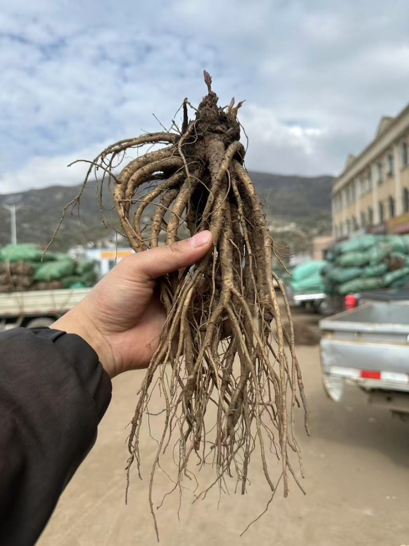 新鲜当归清洗干净规格齐全货源充足可零售批发欢迎下单