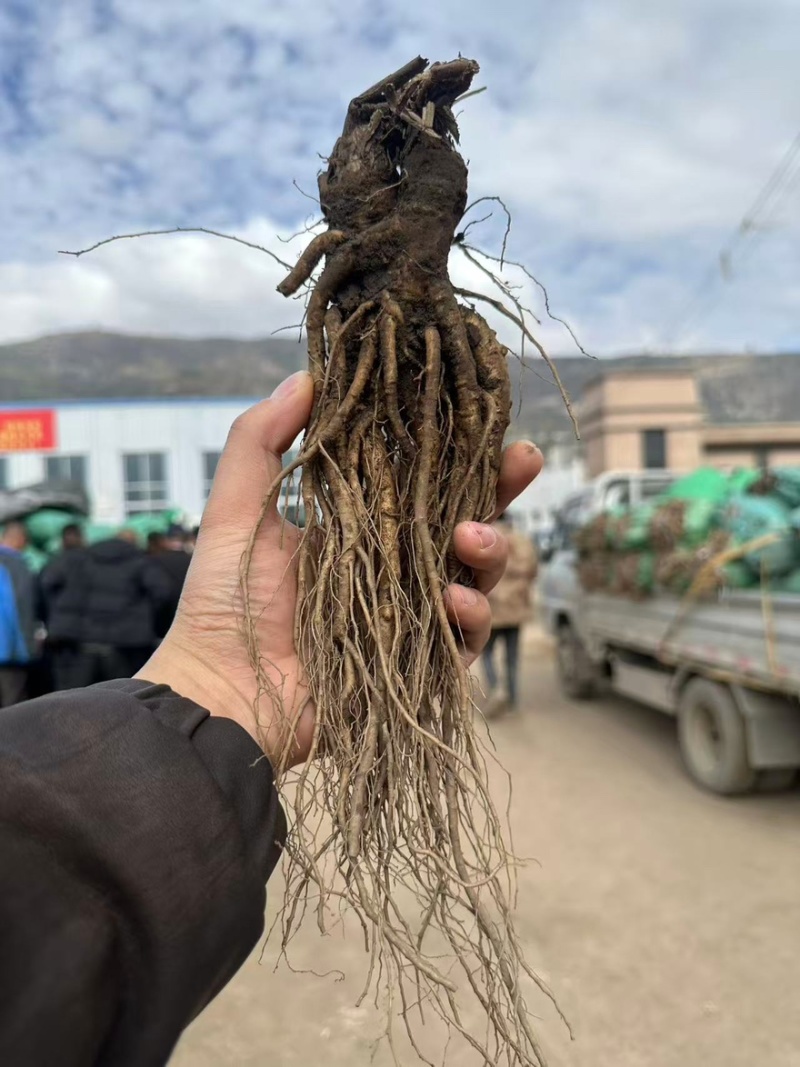 新鲜当归清洗干净规格齐全货源充足可零售批发欢迎下单