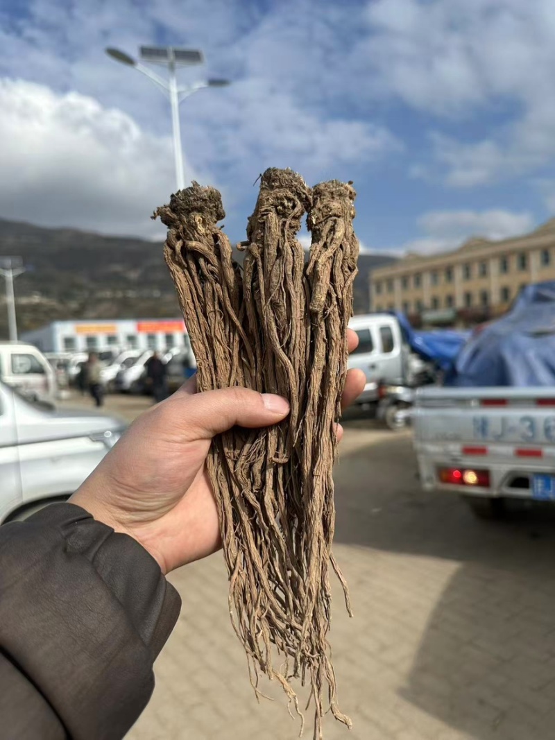 新鲜当归清洗干净规格齐全货源充足可零售批发欢迎下单