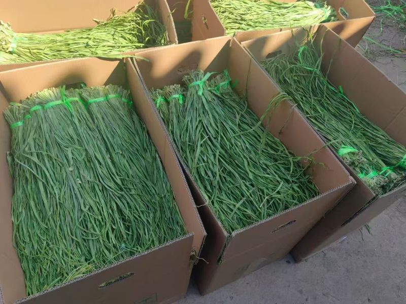 精品贡菜干大量供应，量大从优，诚信经营，欢迎咨询