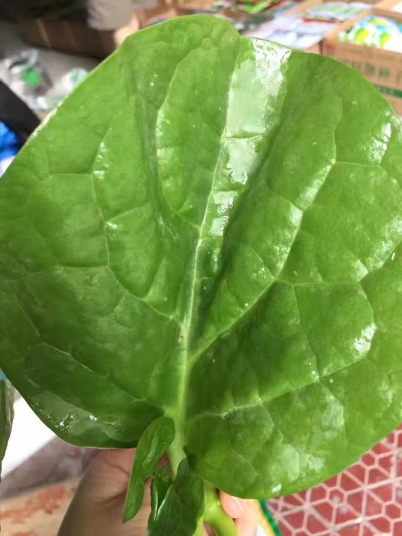木耳菜种子大圆叶木耳菜种子