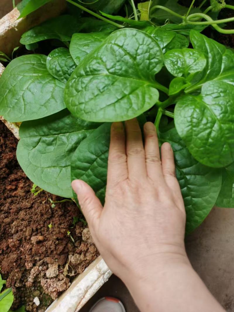 木耳菜种子大圆叶木耳菜种子