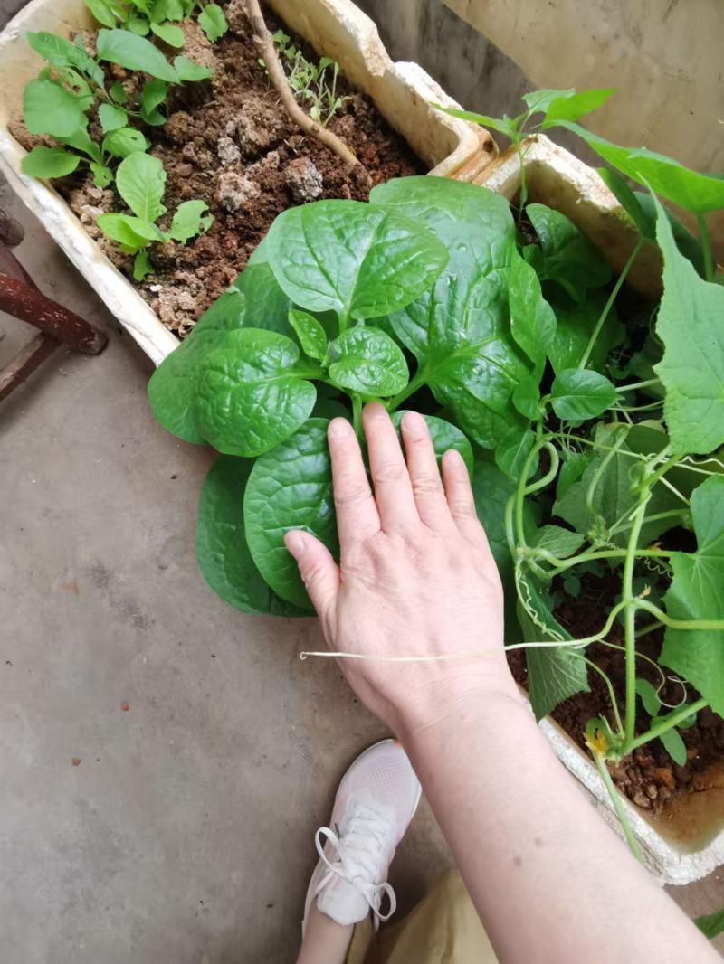 木耳菜种子大圆叶木耳菜种子