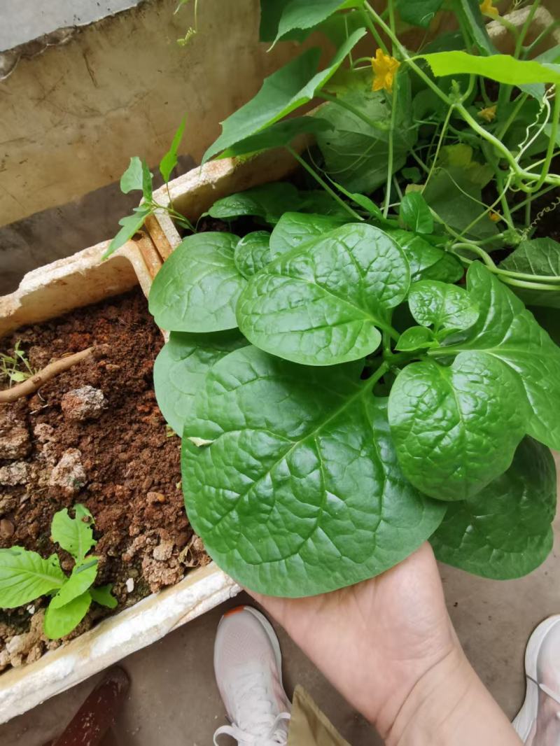 木耳菜种子大圆叶木耳菜种子