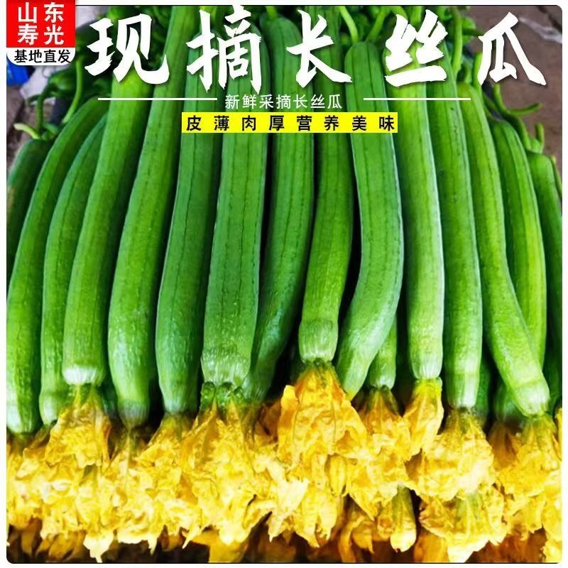 丝瓜