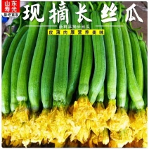 丝瓜品质保证服务周到产地直供价格美丽