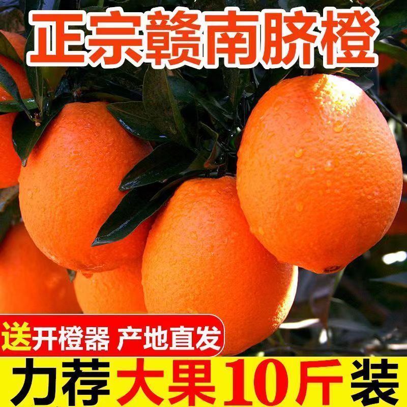 【赣州铜仁两仓发货】赣南赣县脐橙【一件代发可指定仓】